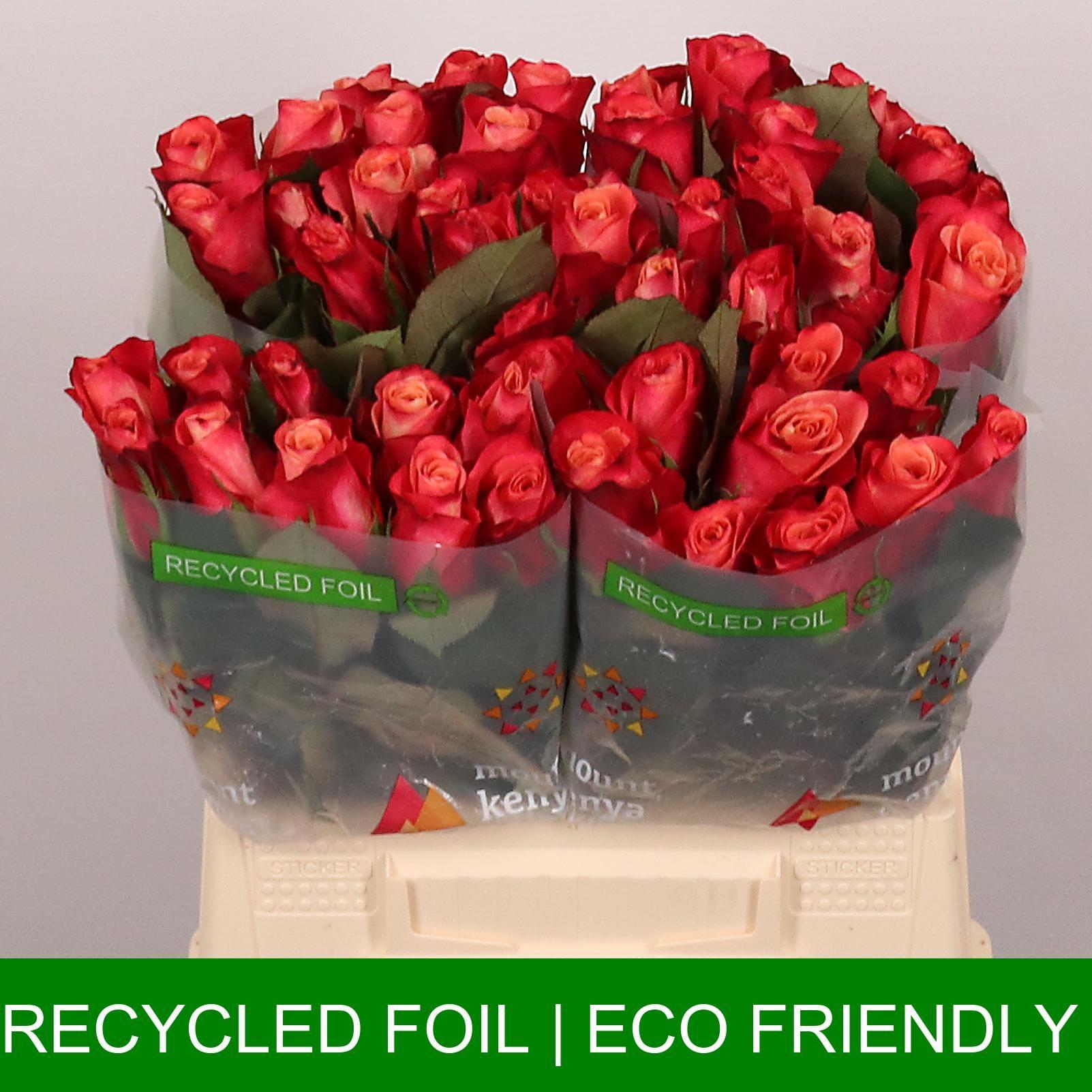 Срезанные цветы оптом Rosa large helene от 50шт из Голландии с доставкой по России