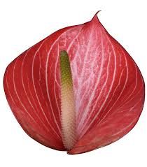 Срезанные цветы оптом Anthurium caldonia от 24шт из Голландии с доставкой по России
