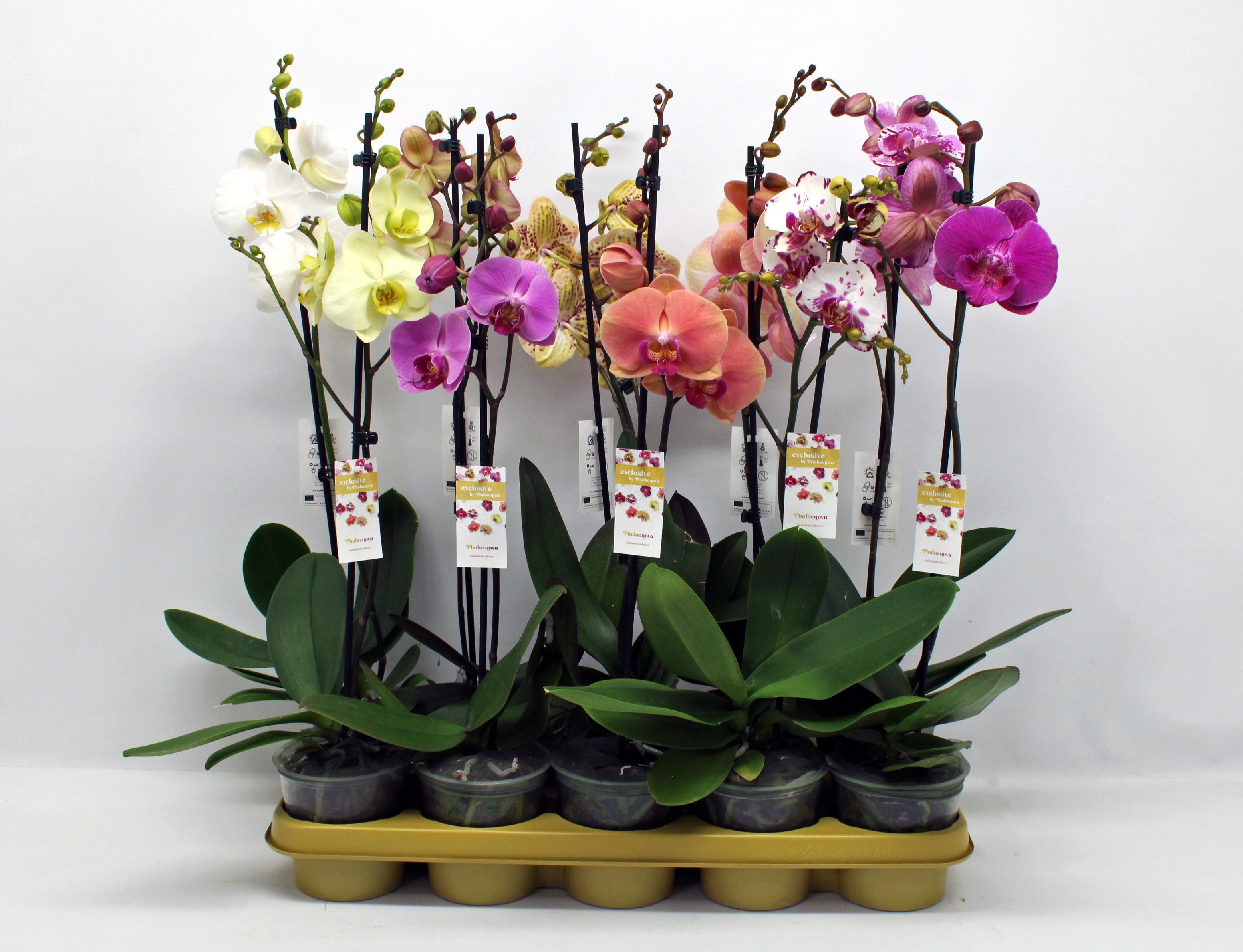 Горшечные цветы и растения оптом Phal 1st Mix 6+ (phalaenova) от 10шт из Голландии с доставкой по России