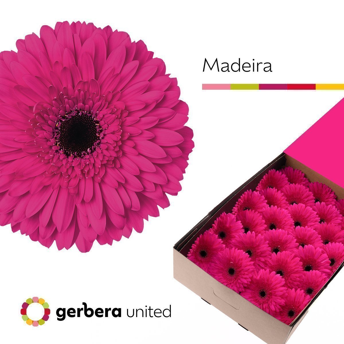 Срезанные цветы оптом Gerbera madeira от 25шт из Голландии с доставкой по России