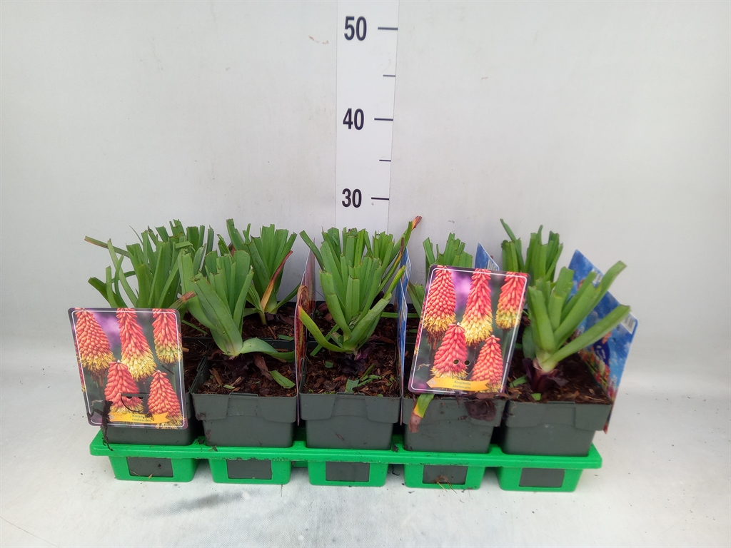 Горшечные цветы и растения оптом Kniphofia Uvaria от 10шт из Голландии с доставкой по России