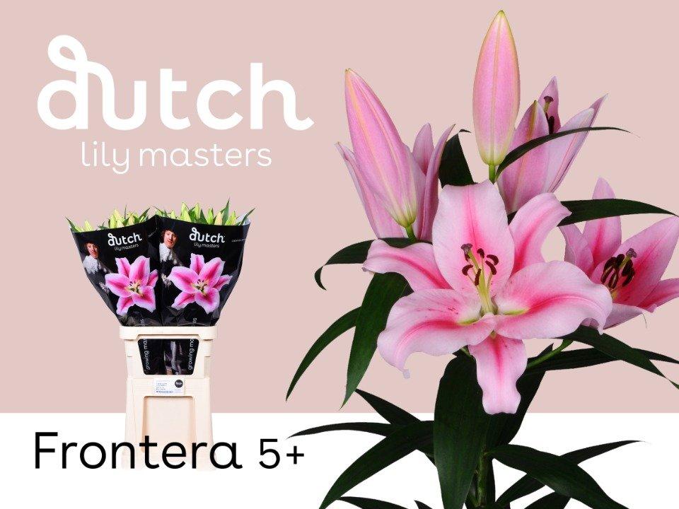 Срезанные цветы оптом Lilium or frontera от 30шт из Голландии с доставкой по России