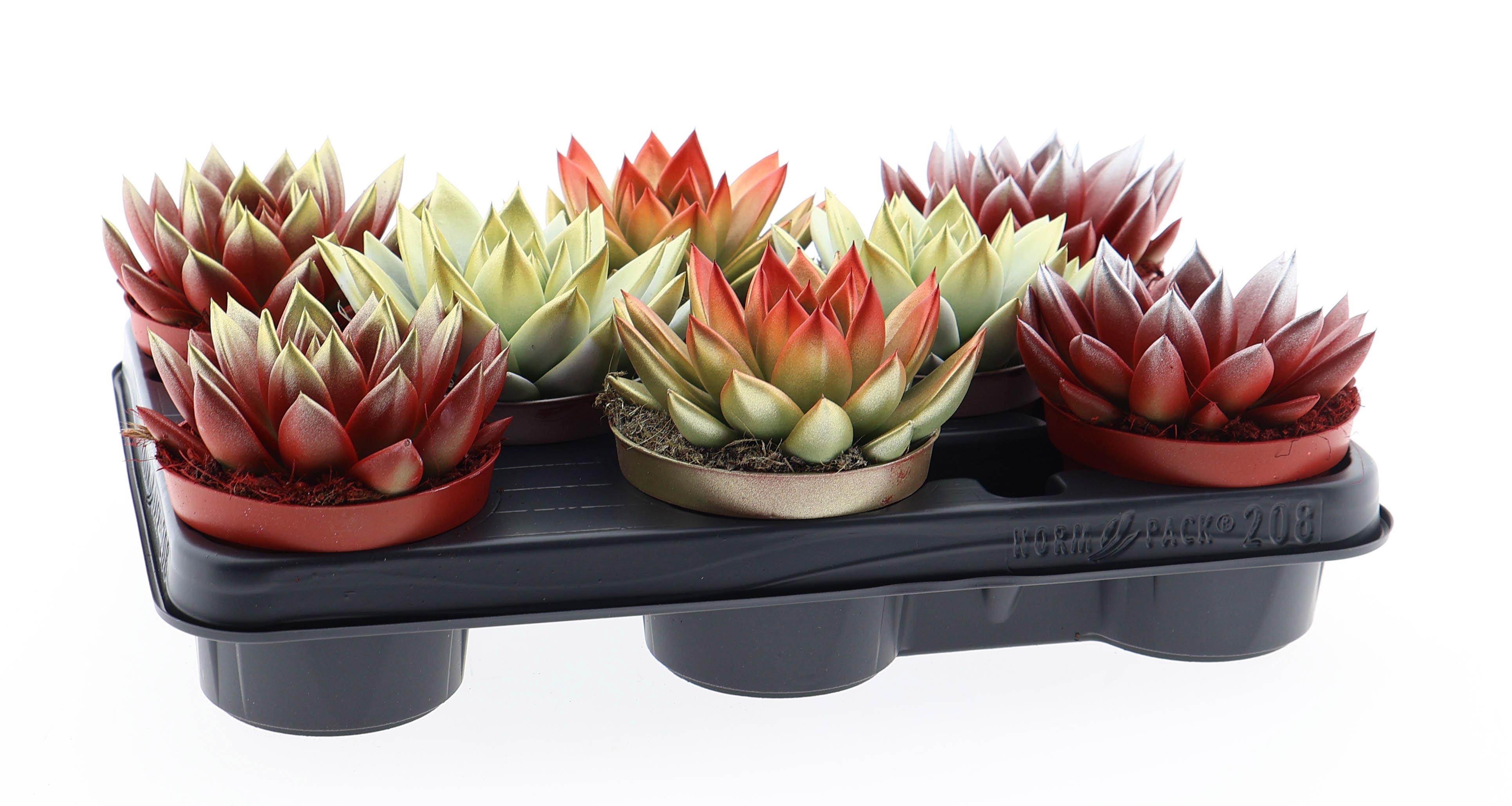 Горшечные цветы и растения оптом Echeveria Christmas Mix от 8шт из Голландии с доставкой по России