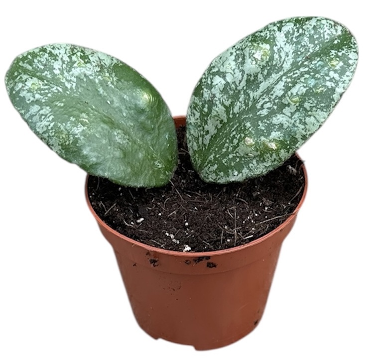 Горшечные цветы и растения оптом Koya Waymaniae Kapuas от 1шт (для телеги) из Голландии с доставкой по России