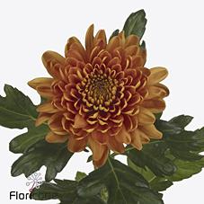 Срезанные цветы оптом Chrys bl bellavista от 40шт из Голландии с доставкой по России