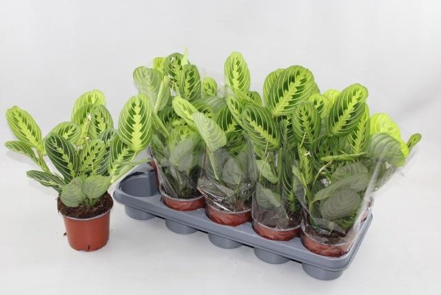 Горшечные цветы и растения оптом Maranta Lemon от 10шт из Голландии с доставкой по России