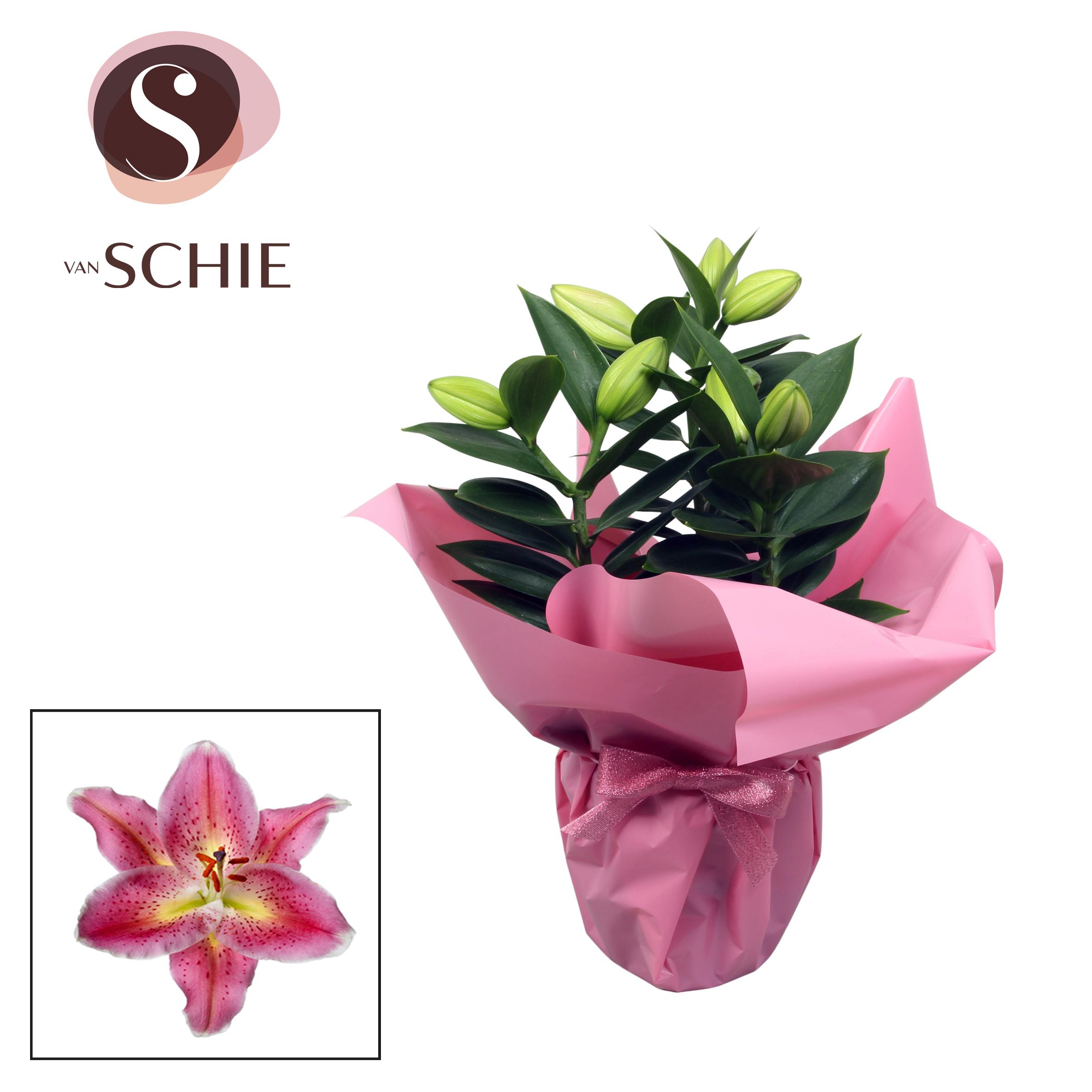 Горшечные цветы и растения оптом Lilium Or Pink 3pp Rondella от 8шт из Голландии с доставкой по России