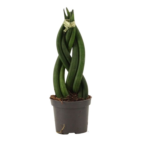 Горшечные цветы и растения оптом Sansevieria Cylindrica Braid от 14шт из Голландии с доставкой по России