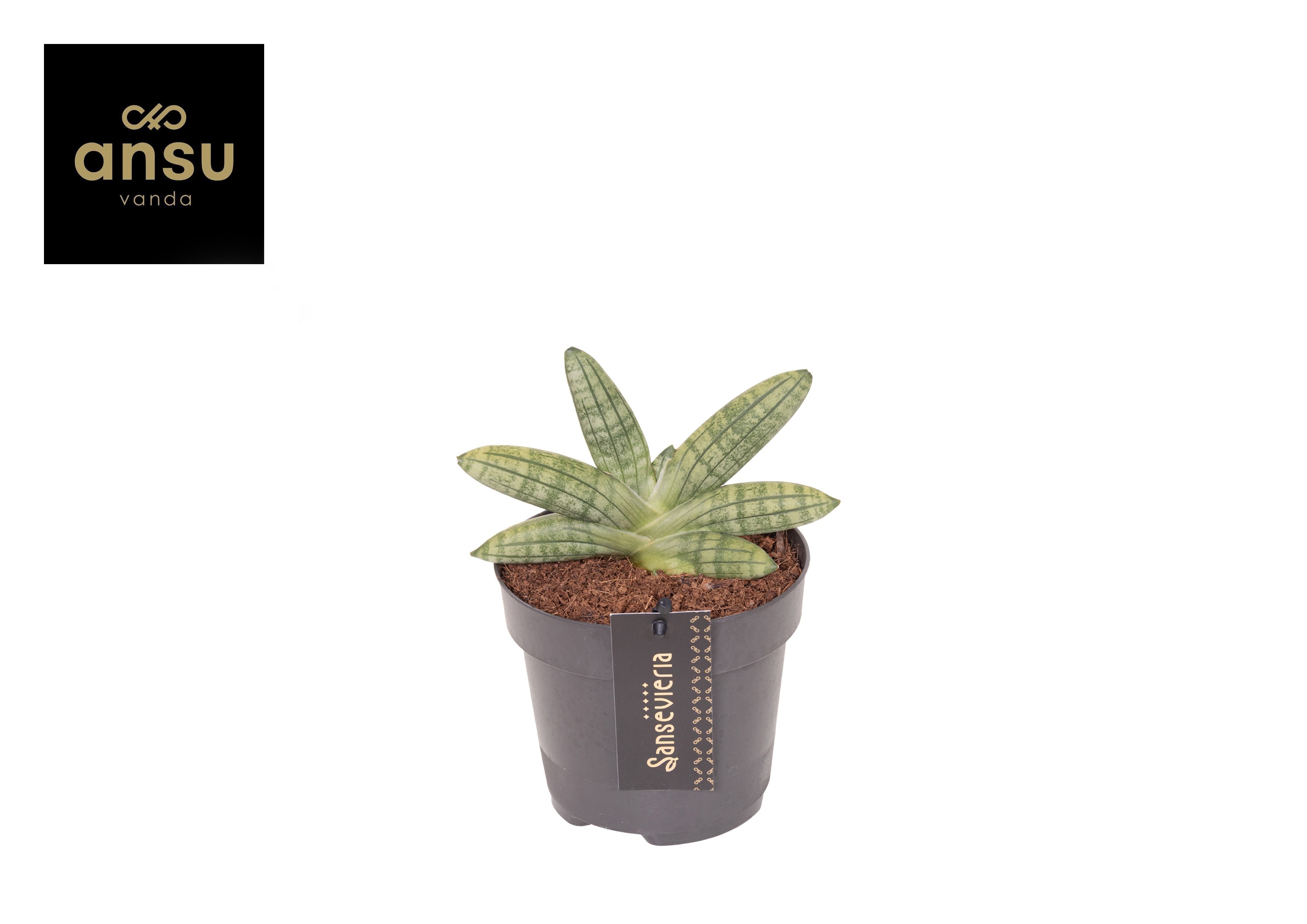 Горшечные цветы и растения оптом Sansevieria Inti Mini от 6шт из Голландии с доставкой по России