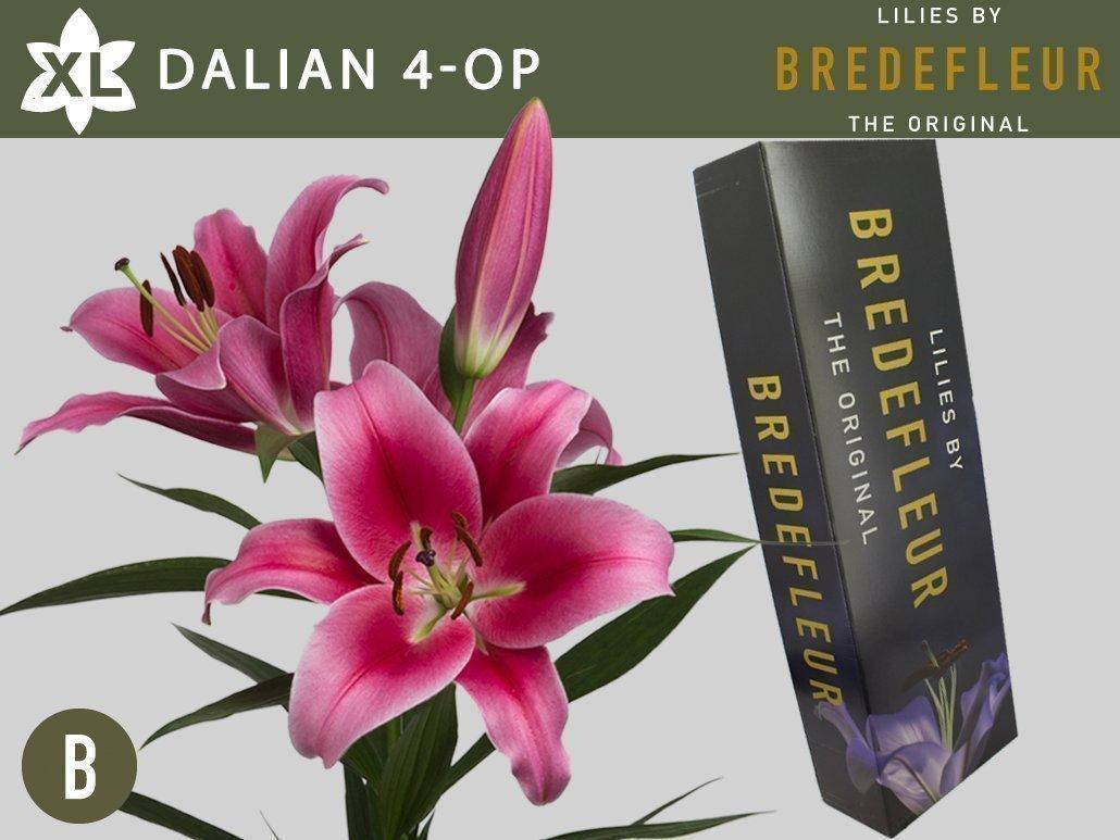 Срезанные цветы оптом Lilium or dalian от 60шт. из Голландии с доставкой по России