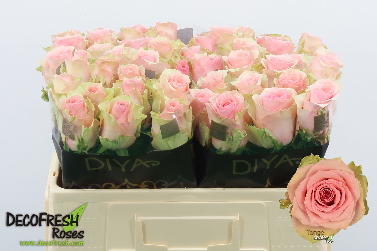 Срезанные цветы оптом Rosa large tango от 60шт из Голландии с доставкой по России