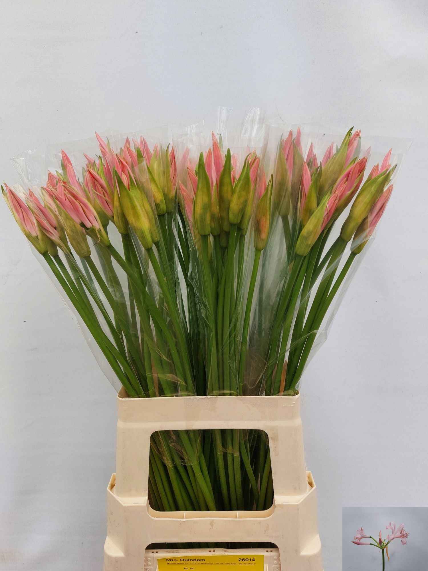 Срезанные цветы оптом Nerine bowdenii vesta k от 100шт. из Голландии с доставкой по России