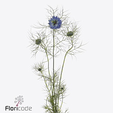 Срезанные цветы оптом Nigella deep sea blue от 100шт из Голландии с доставкой по России