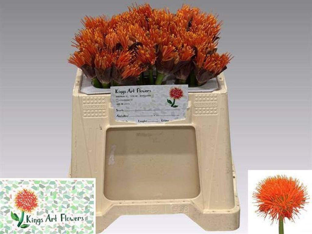 Срезанные цветы оптом Scadoxus king of orange от 30шт из Голландии с доставкой по России