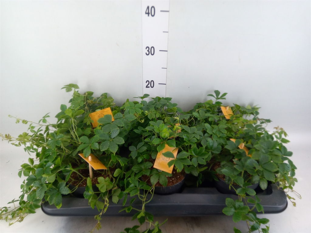Горшечные цветы и растения оптом Parthenocissus Inserta от 6шт из Голландии с доставкой по России