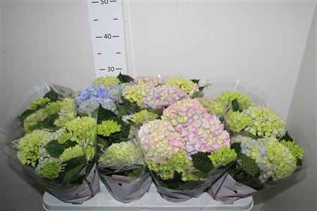 Горшечные цветы и растения оптом Hydr M Gem 3+ от 8шт из Голландии с доставкой по России