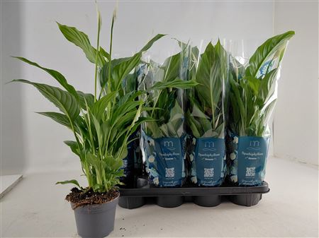 Горшечные цветы и растения оптом Spath Strauss 3-4+ от 8шт из Голландии с доставкой по России