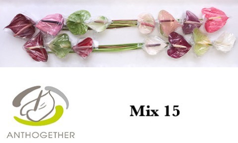 Срезанные цветы оптом Anthurium 4 colour mix in box от 15шт из Голландии с доставкой по России