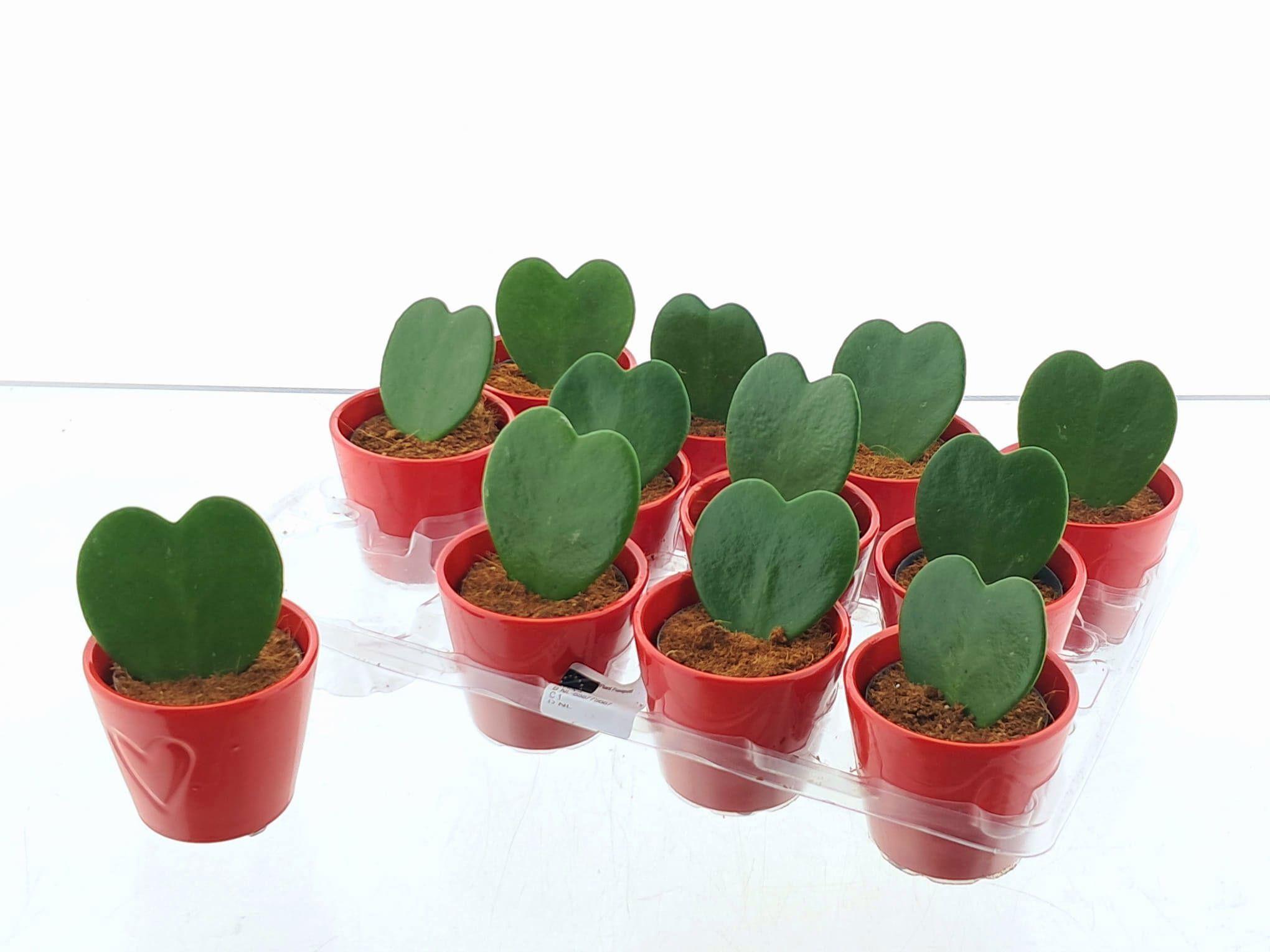 Горшечные цветы и растения оптом Hoya Kerrii от 12шт (для телеги) из Голландии с доставкой по России