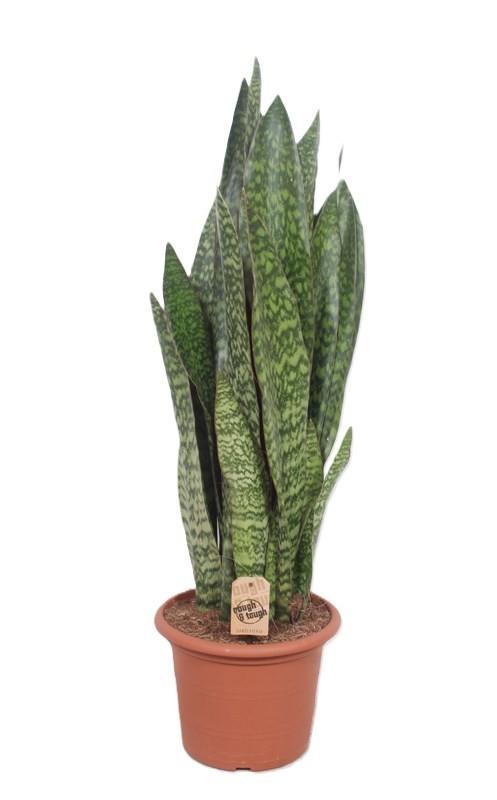 Горшечные цветы и растения оптом Sansevieria Jiboia от 1шт из Голландии с доставкой по России