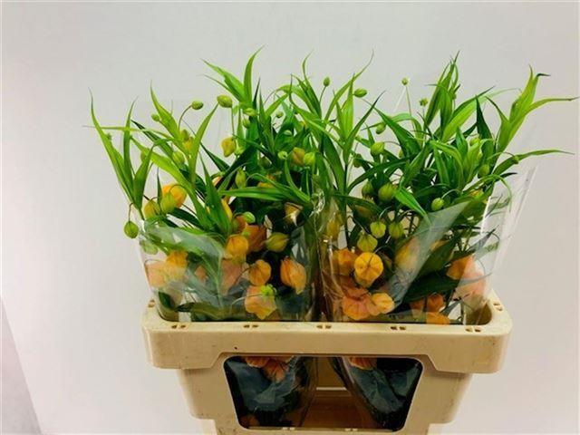 Срезанные цветы оптом Sandersonia aurantiaca orange от 20шт. из Голландии с доставкой по России