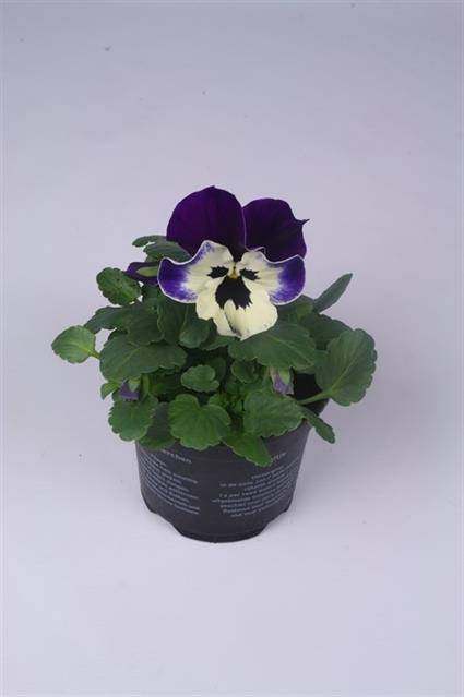 Горшечные цветы и растения оптом Viola Alpha Purple And White от 12шт из Голландии с доставкой по России