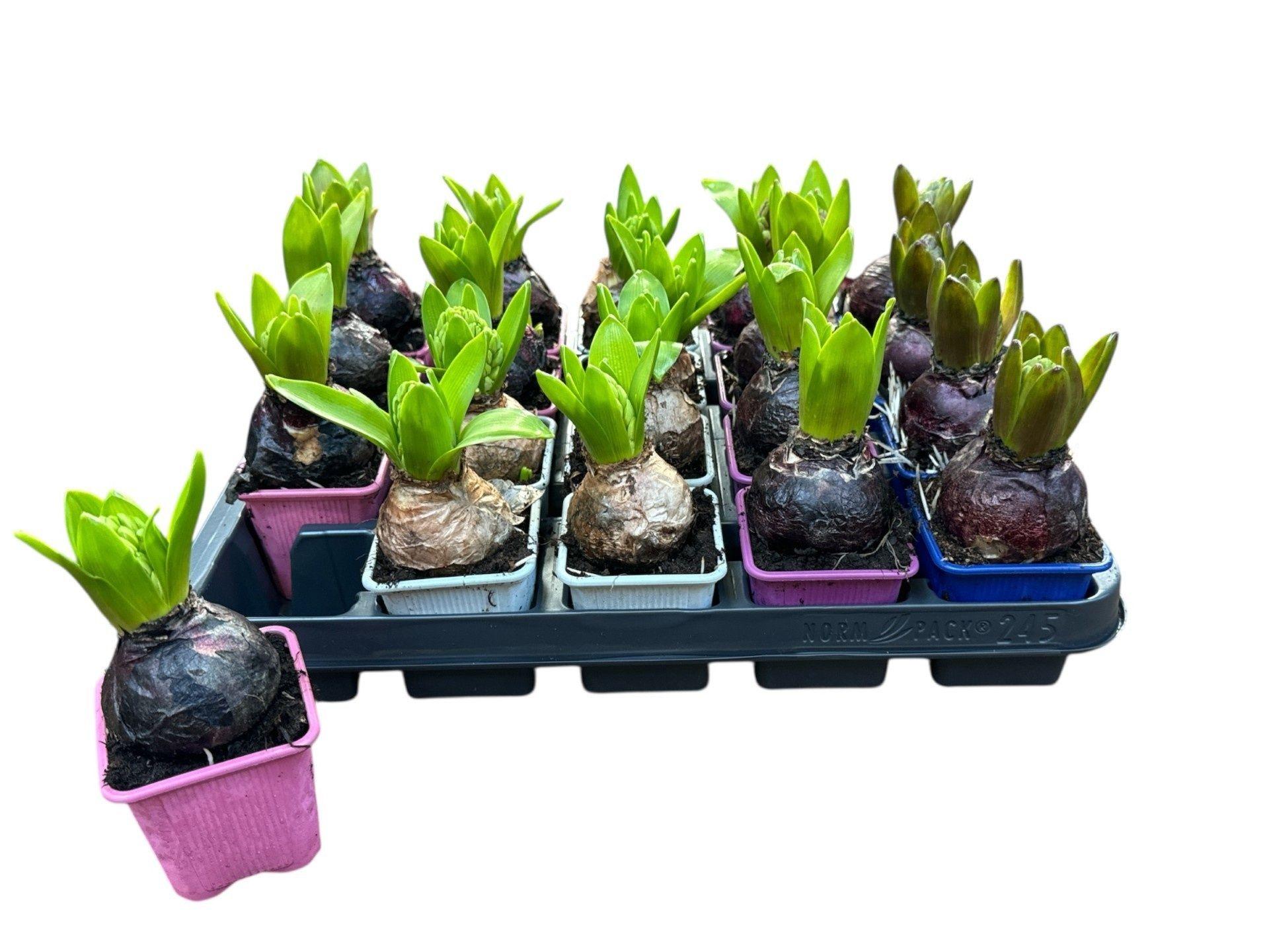 Горшечные цветы и растения оптом Hyacin Oriental Gem от 20шт (для телеги) из Голландии с доставкой по России