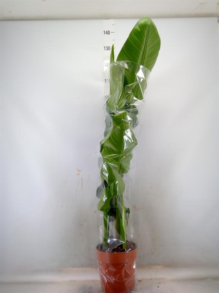 Горшечные цветы и растения оптом Strelitzia Nicolai 3pp от 1шт из Голландии с доставкой по России