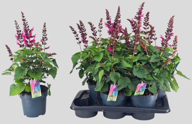 Горшечные цветы и растения оптом Salvia Lake Flaming от 6шт из Голландии с доставкой по России