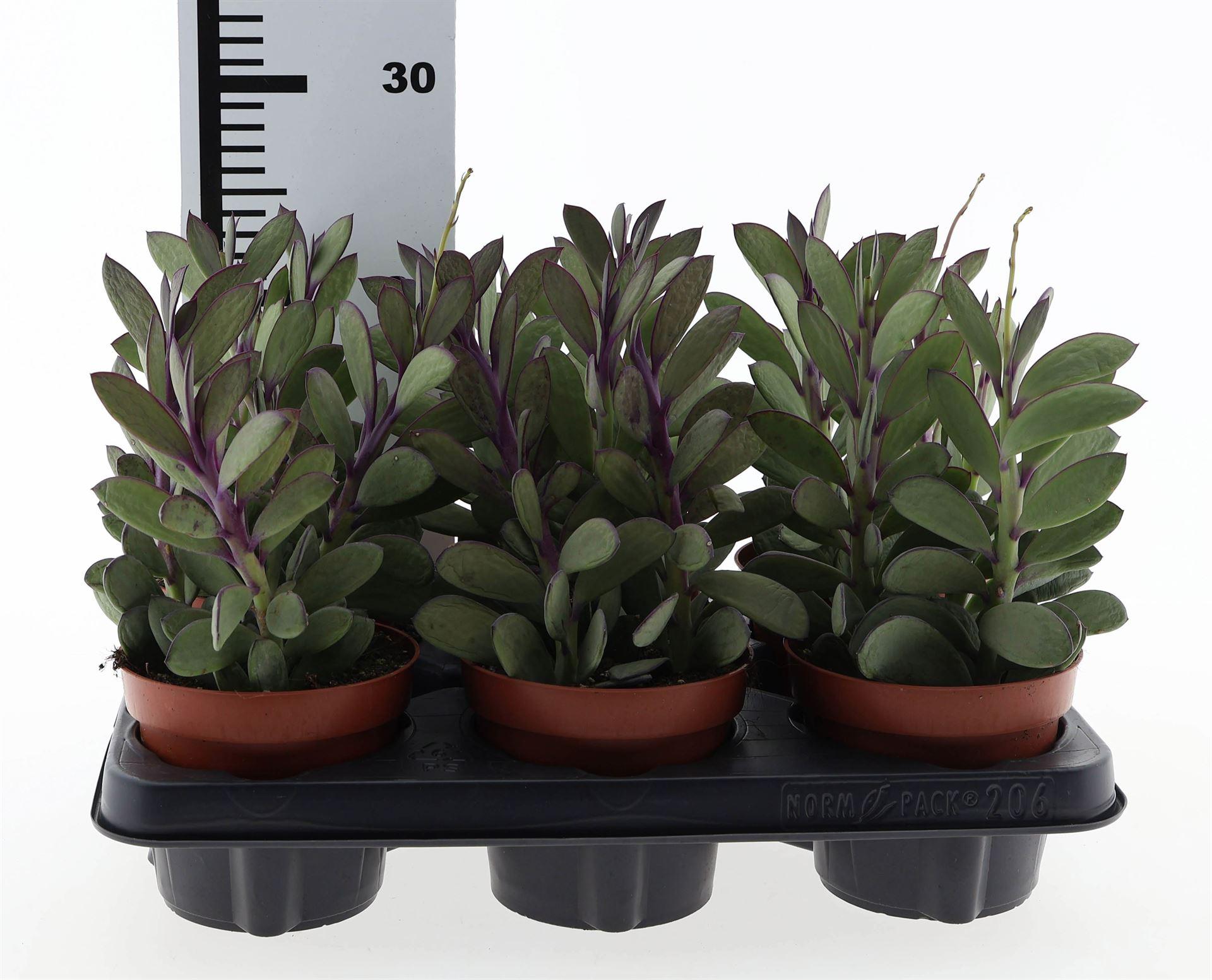 Горшечные цветы и растения оптом Senecio Crassissimus от 6шт из Голландии с доставкой по России