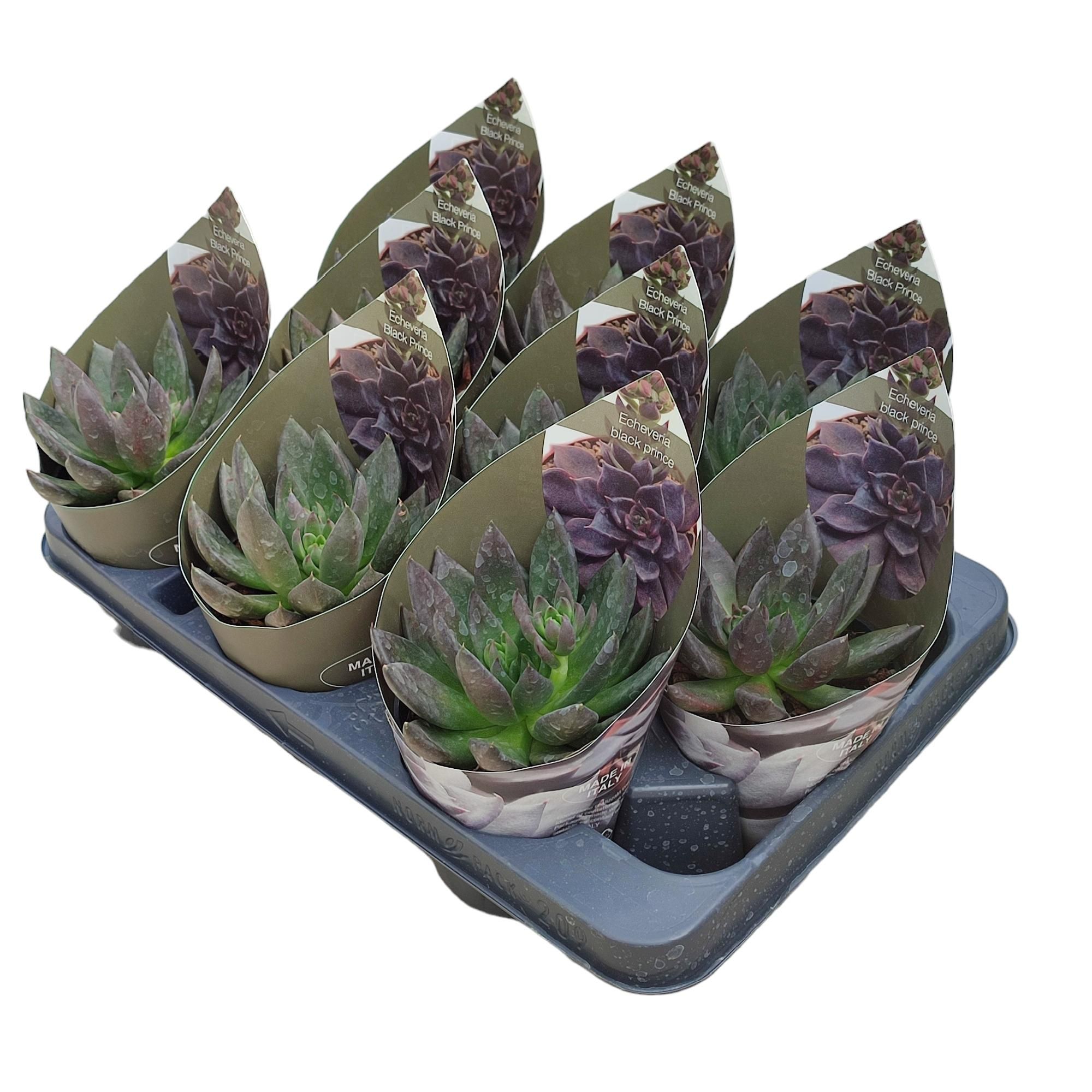 Горшечные цветы и растения оптом Echeveria Black Prince With Potcover от 9шт из Голландии с доставкой по России