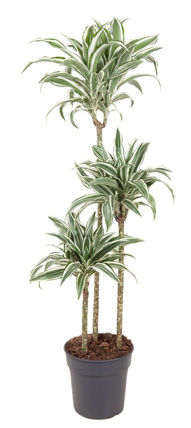 Горшечные цветы и растения оптом Drac White Jewel 90-60-30 от 1шт из Голландии с доставкой по России