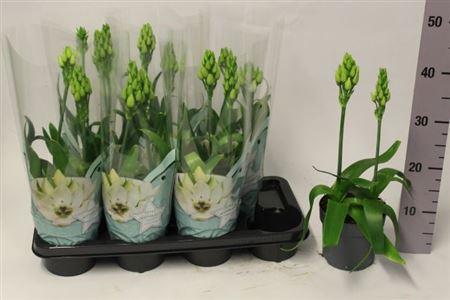 Горшечные цветы и растения оптом Ornithogalum Thyrsoi 2 + от 7шт из Голландии с доставкой по России