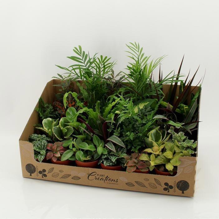 Горшечные цветы и растения оптом Kamerplanten Mix от 24шт (для телеги) из Голландии с доставкой по России