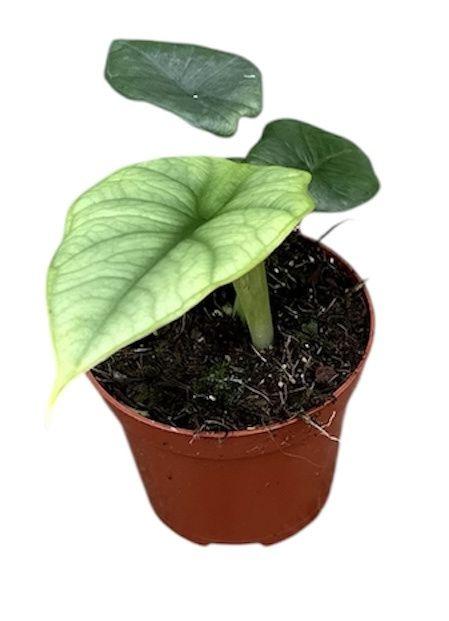 Горшечные цветы и растения оптом Alocasia Platinum от 1шт (для телеги) из Голландии с доставкой по России