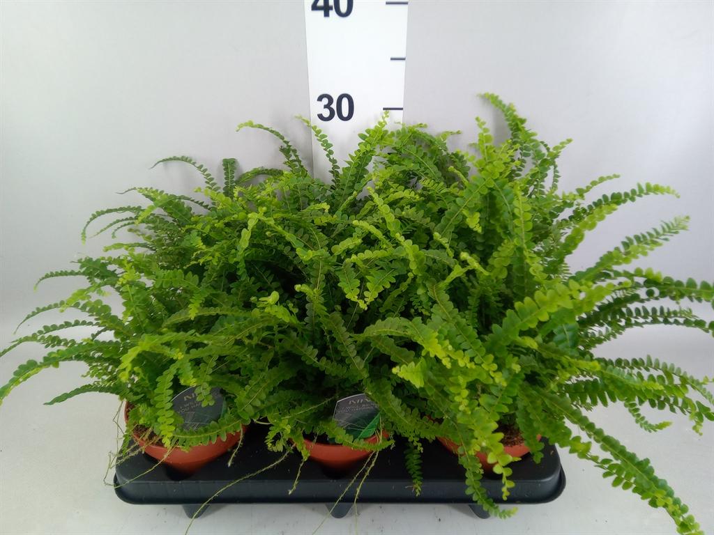 Горшечные цветы и растения оптом Nephrolepis Cord. duffii от 6шт из Голландии с доставкой по России