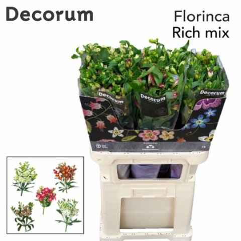 Срезанные цветы оптом Alstroemeria fl mix florinca rich от 50шт из Голландии с доставкой по России