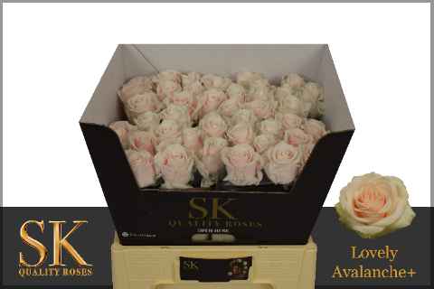 Срезанные цветы оптом Rosa la lovely avalanche+ от 50шт из Голландии с доставкой по России