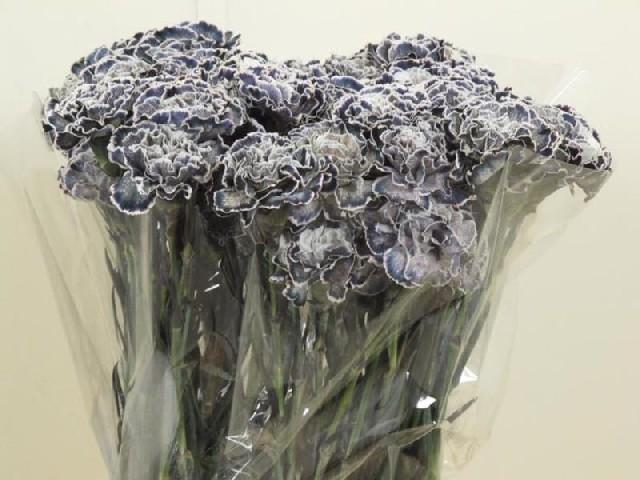 Срезанные цветы оптом Dianthus st paint molly black от 80шт из Голландии с доставкой по России