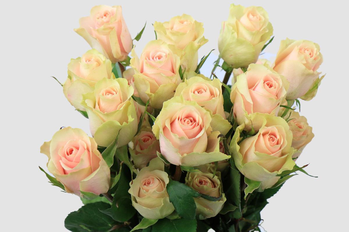 Срезанные цветы оптом Rosa ec frutetto от 125шт из Голландии с доставкой по России