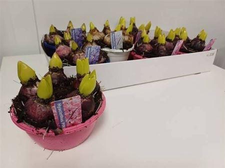 Горшечные цветы и растения оптом Hyacin Gem 3 Kl 5pp от 7шт из Голландии с доставкой по России