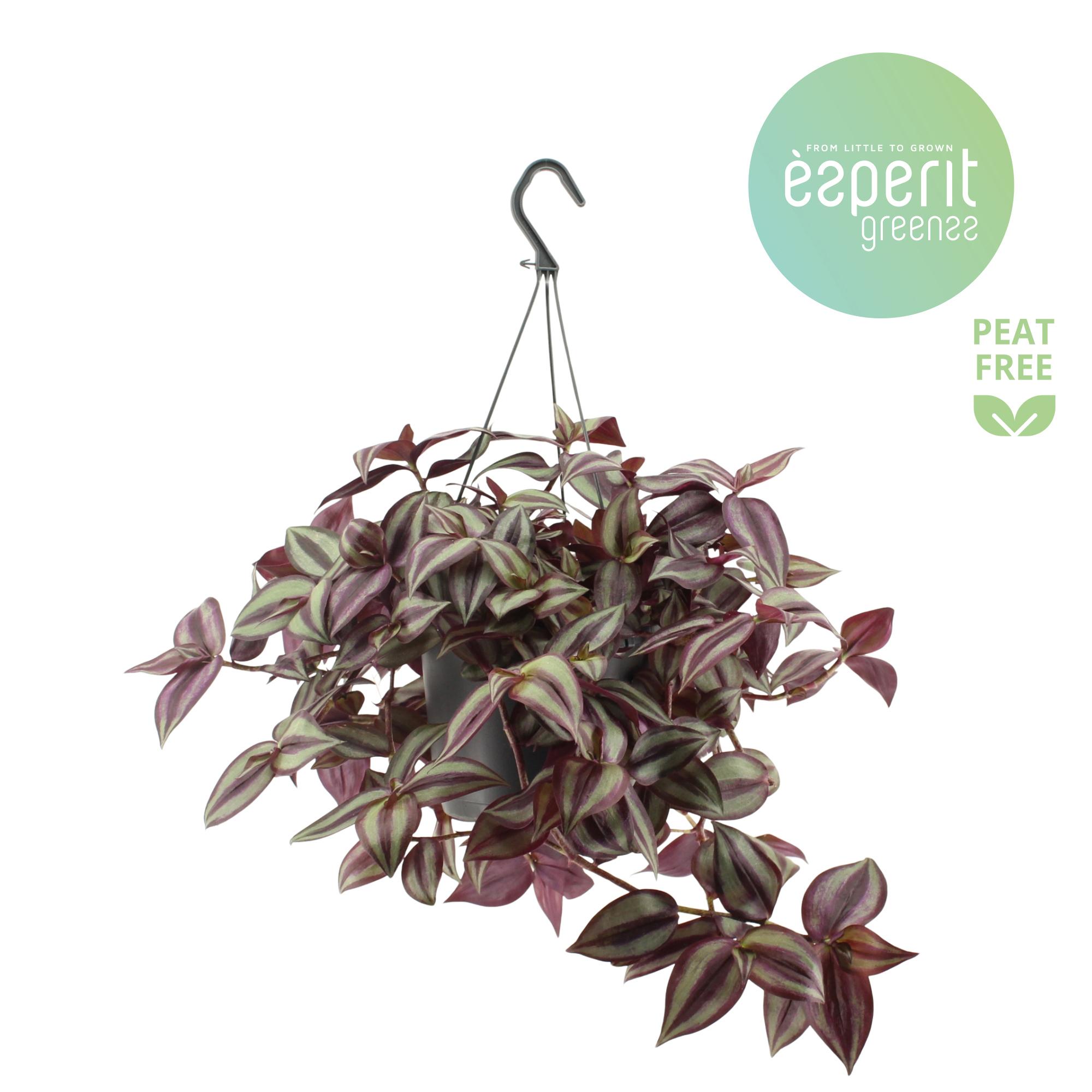 Горшечные цветы и растения оптом Tradescantia Zebrina Violet Hangpot от 6шт из Голландии с доставкой по России