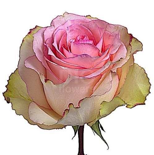 Розы оптом ESPERANCE из Эквадора с доставкой по России