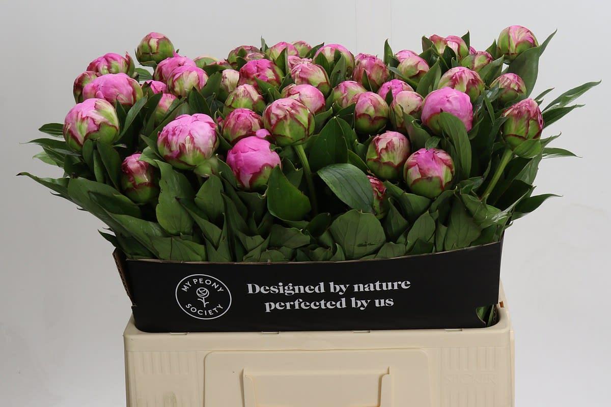 Срезанные цветы оптом Paeonia dr alexander fleming от 60шт из Голландии с доставкой по России