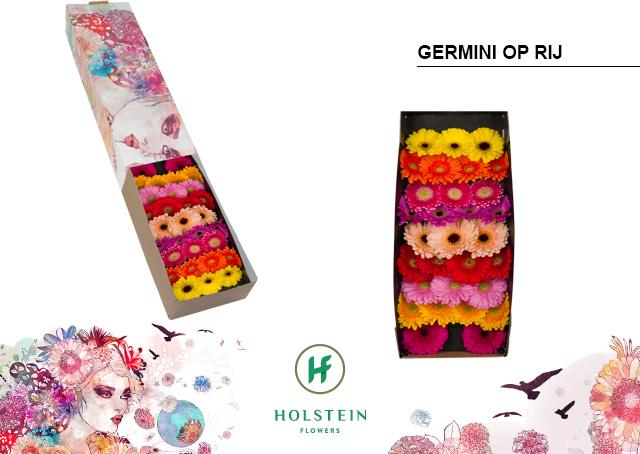 Срезанные цветы оптом Germini mix in row от 60шт. из Голландии с доставкой по России