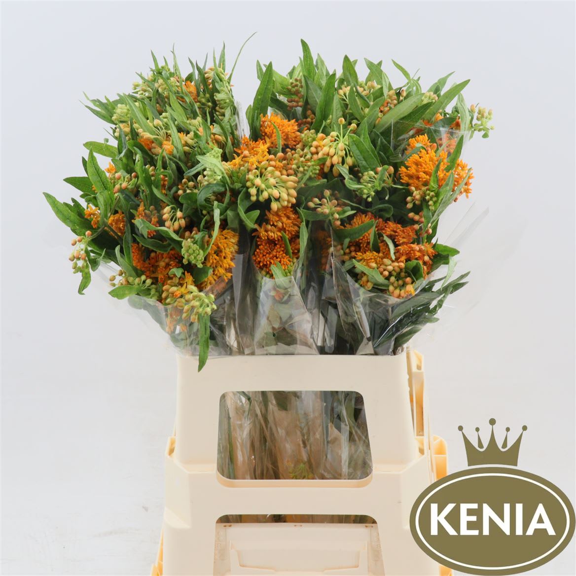 Срезанные цветы оптом Asclepias tuberosa от 50шт из Голландии с доставкой по России