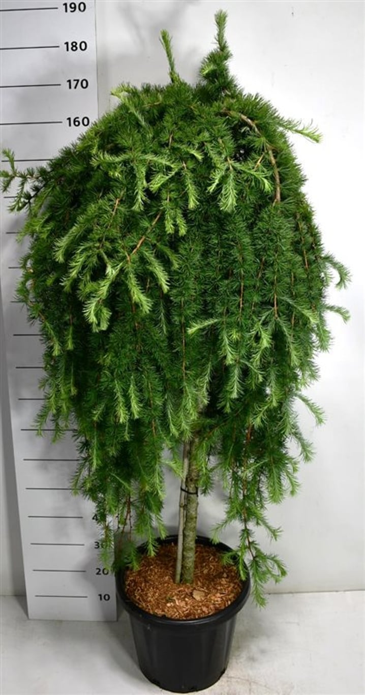 Горшечные цветы и растения оптом Larix Kaempf Stiff Weeper On Stem от 1шт из Голландии с доставкой по России