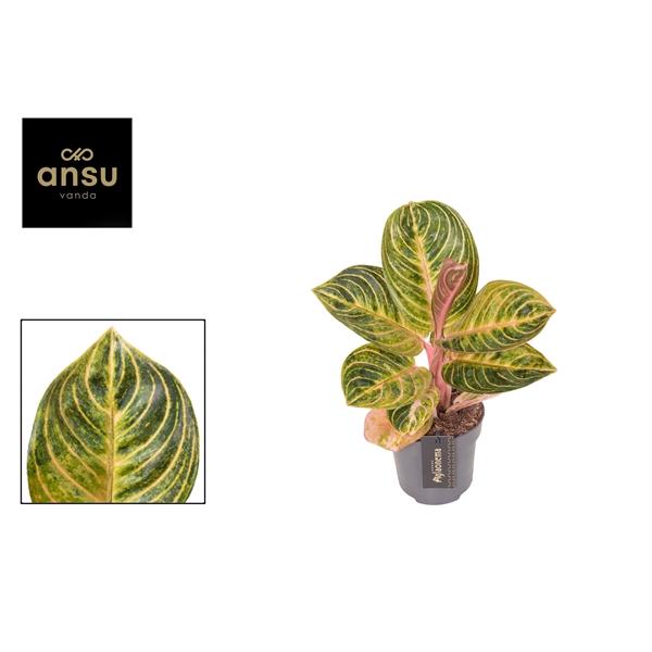Горшечные цветы и растения оптом Aglaonema Tourmaline Gold от 6шт из Голландии с доставкой по России