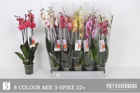 Горшечные цветы и растения оптом Phal Gem 8 Kl 3 Branches 22 Bloemen+ от 10шт из Голландии с доставкой по России