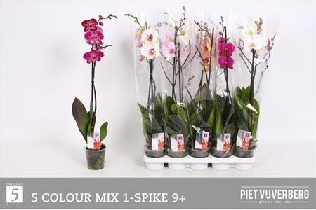 Горшечные цветы и растения оптом Phal Gem 5 Kl 1 Branche 9+ Vertakt от 10шт из Голландии с доставкой по России